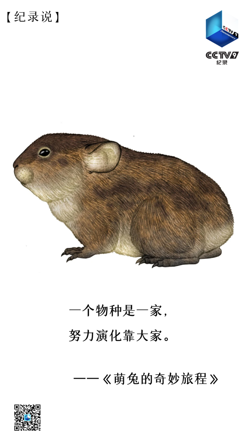 时代最接近兔子祖先的动物是迄今发现的"安徽模鼠兔"关于兔的冷知识