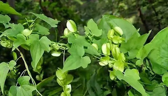 地龙骨功效 | 祛风除湿,舒筋通络,活血止痛,止咳平喘初见"穿山龙"三个