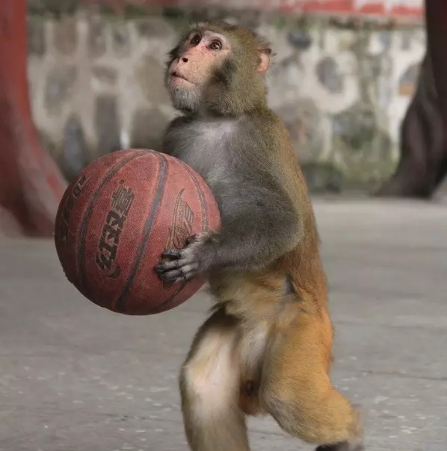 不存在的,五龙口猕猴猴子不仅识字,还会打篮球,骑自行车,走钢丝……在