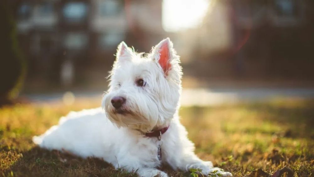 擴散|家有愛犬的注意!天津擬啟用新版