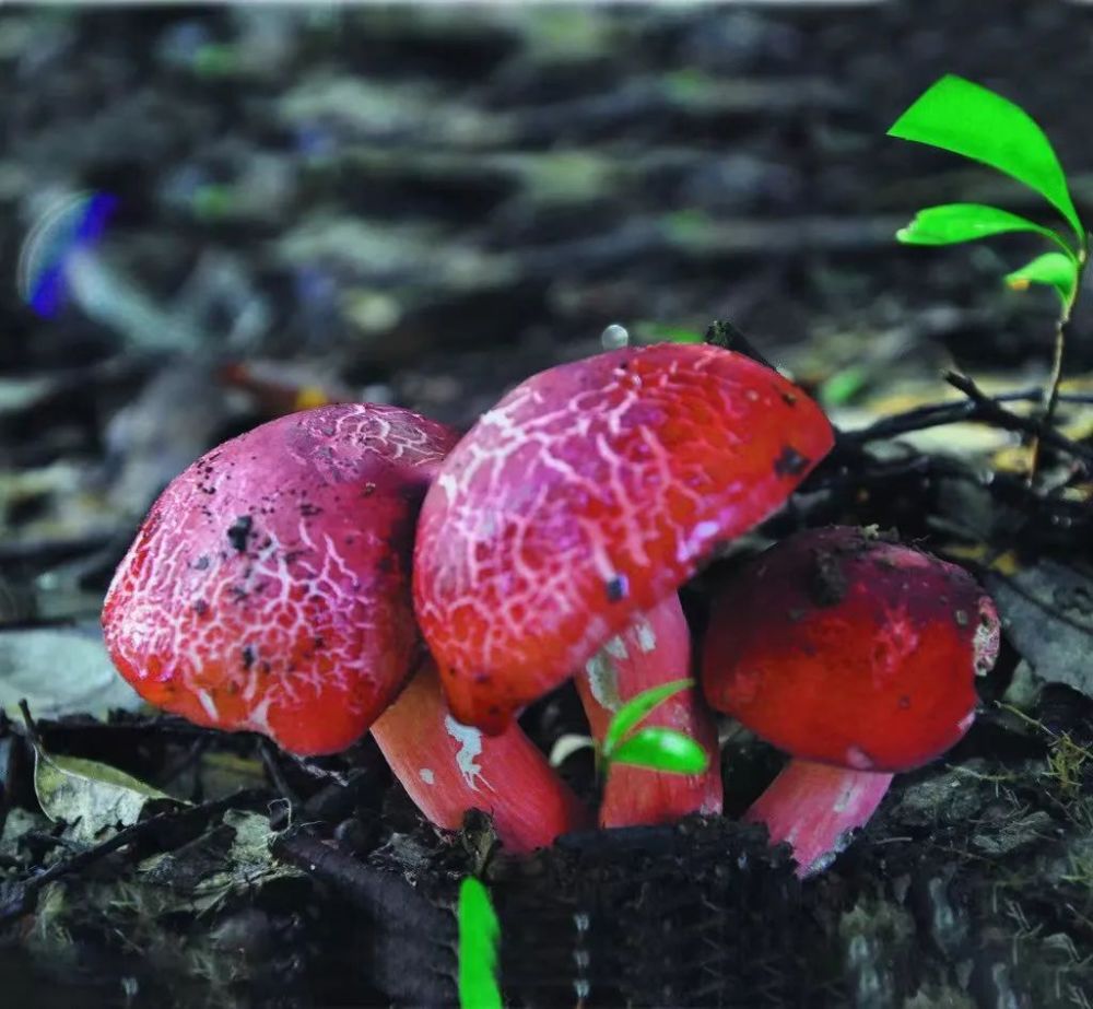 广西容县红菇撑开致富伞农户喜赚生态钱