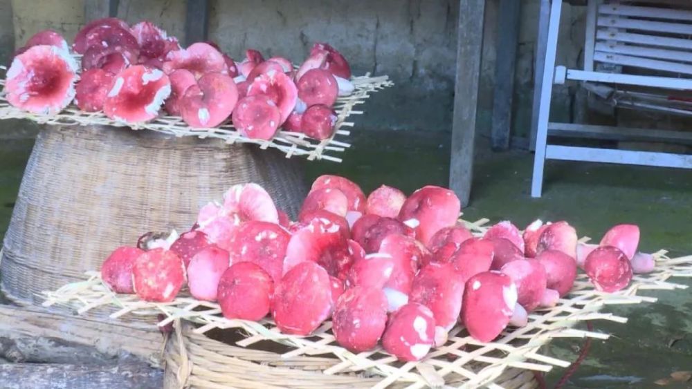 广西容县红菇撑开致富伞农户喜赚生态钱