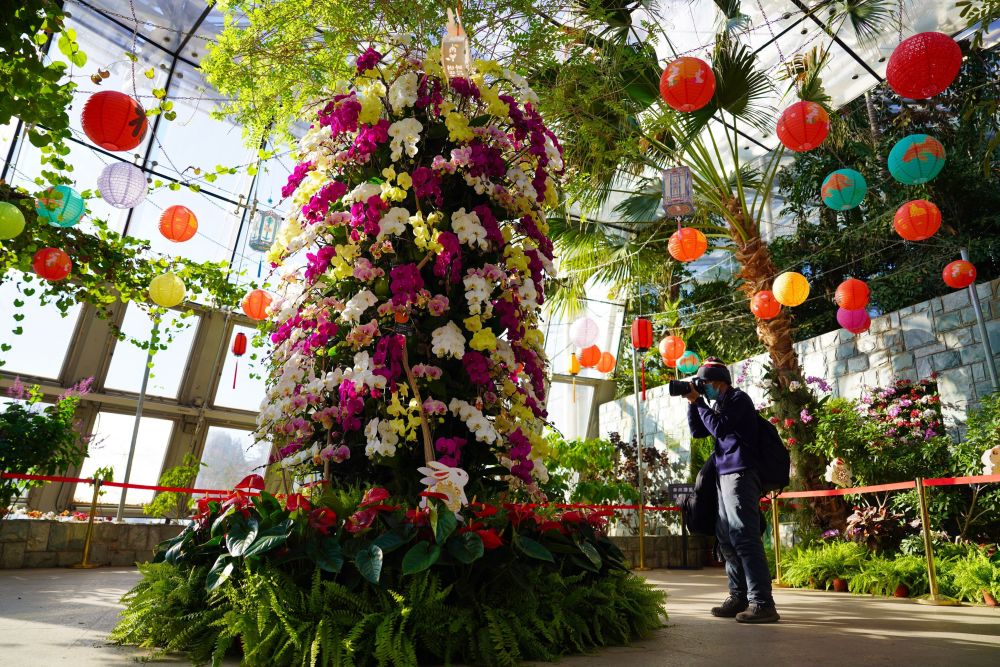北京植物园兰花展时间图片