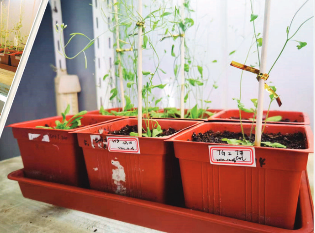 拟南芥实验室种植图片