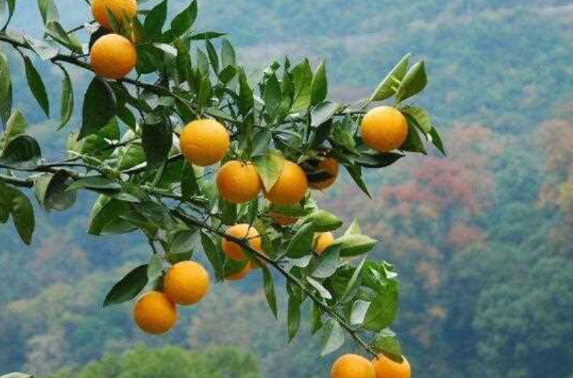 夜雨丨王忠德一棵广柑树