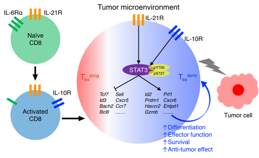 JEM：董晨团队揭示STAT3调控CD8＋T细胞抗肿瘤功能_腾讯新闻