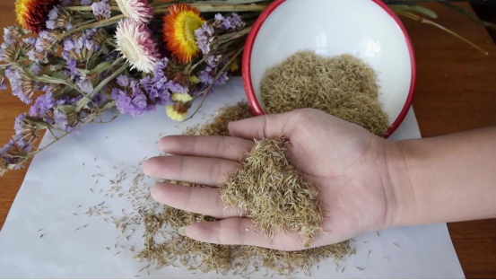 兔尾草养成"指北" |小叶子有"花"招97