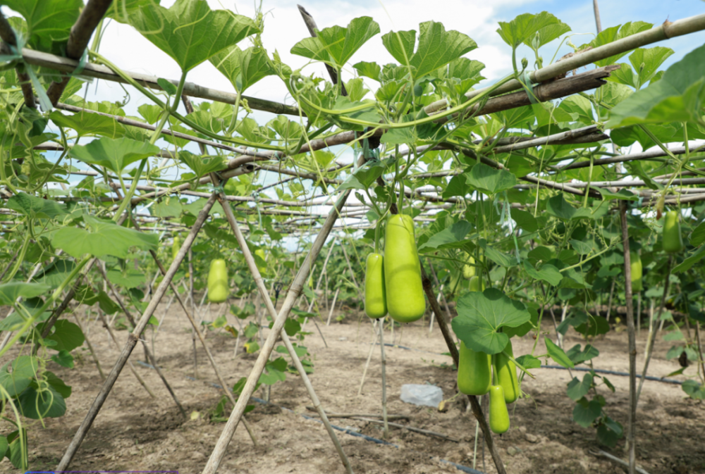 相信在不久的将来,通过金木棉集团大力推动下的老挝金三角经济特区