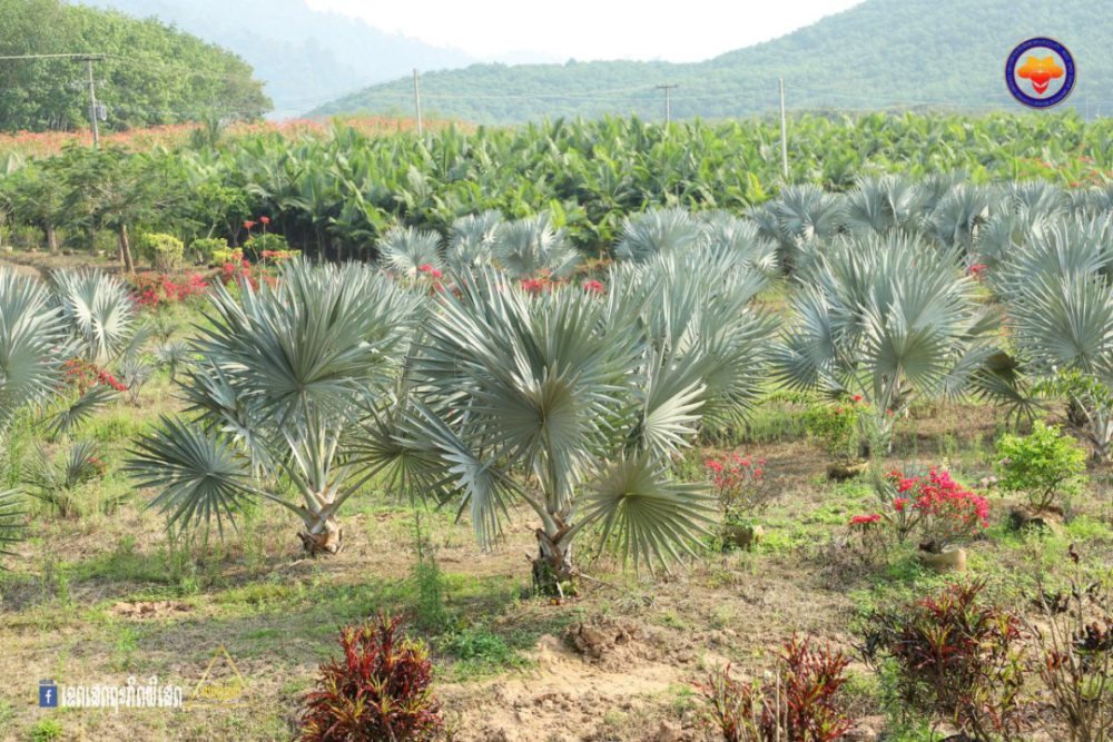 相信在不久的将来,通过金木棉集团大力推动下的老挝金三角经济特区