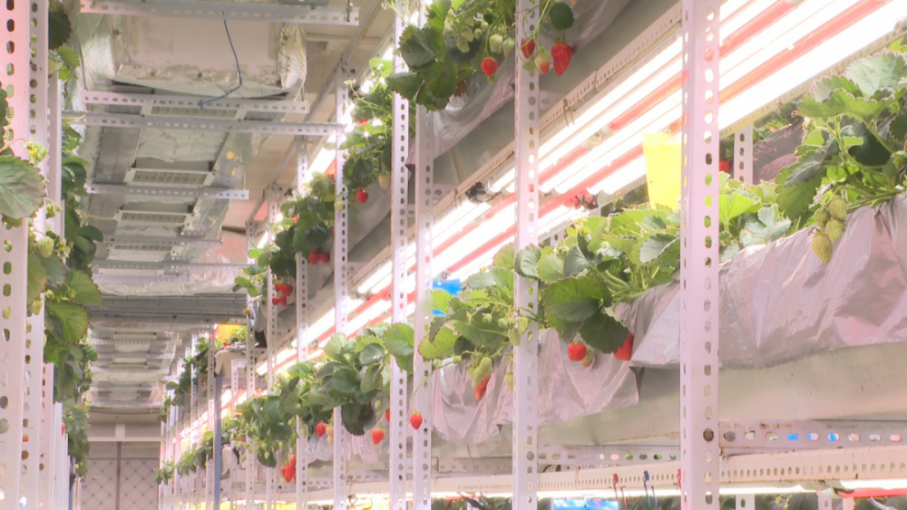 新春走基层智慧植物工厂拓宽草莓种植新路径