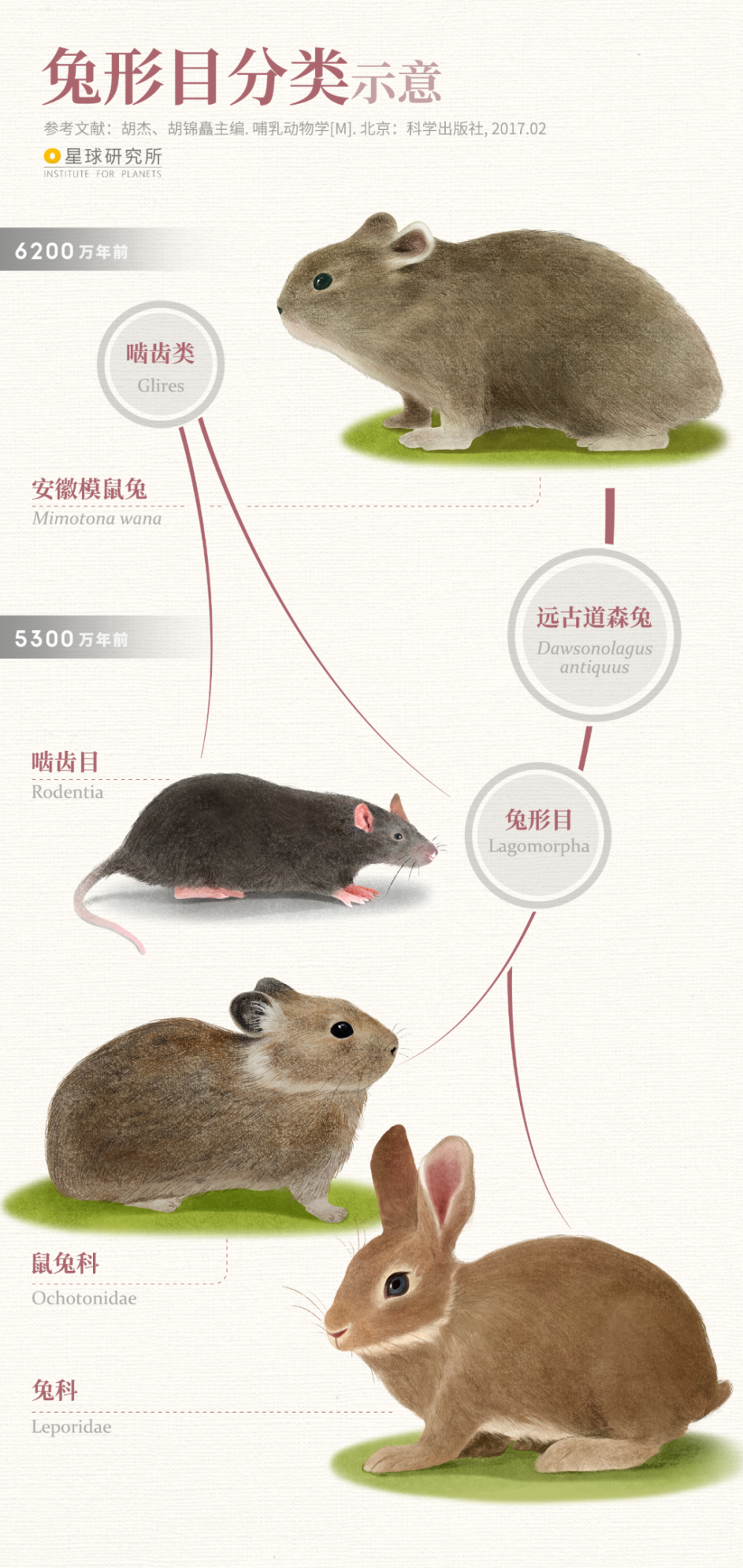 的安徽模鼠兔可以追溯到6200万年前的兔子的祖先兔族诞生01怎样的实力