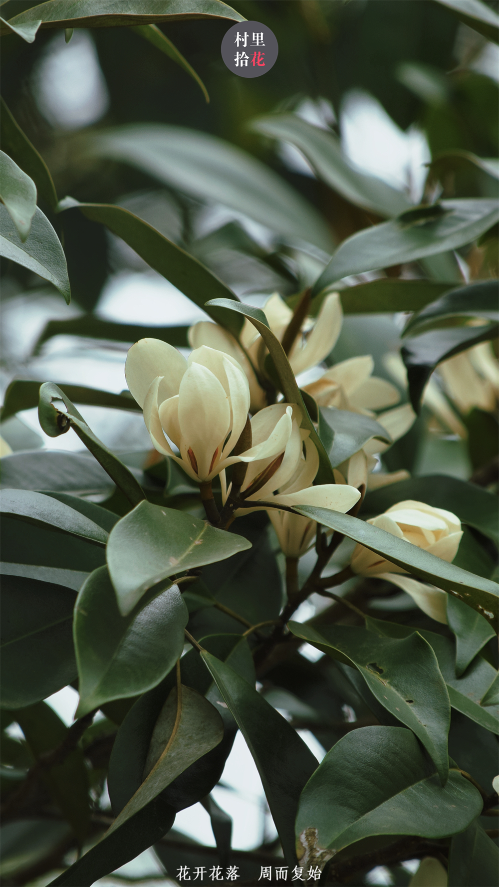 "醉香含笑"紧跟深山含笑的步伐,它也笑开了._腾讯新闻