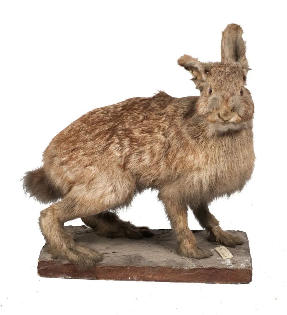 大展宏兔，那些关于生肖兔的文物国宝芝华仕沙发最多砍几折2023已更新(头条/知乎)芝华仕沙发最多砍几折