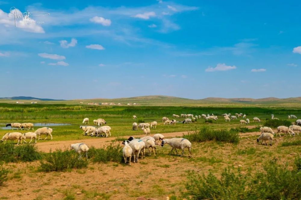 苏尼特羊肉号称"肉中人参",因为它们都来自原生态的内蒙古中部草原
