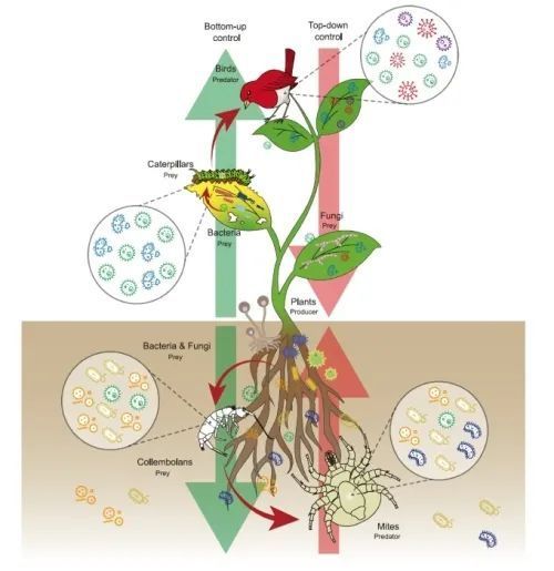 生态系统微生物组学研究获进展_腾讯新闻