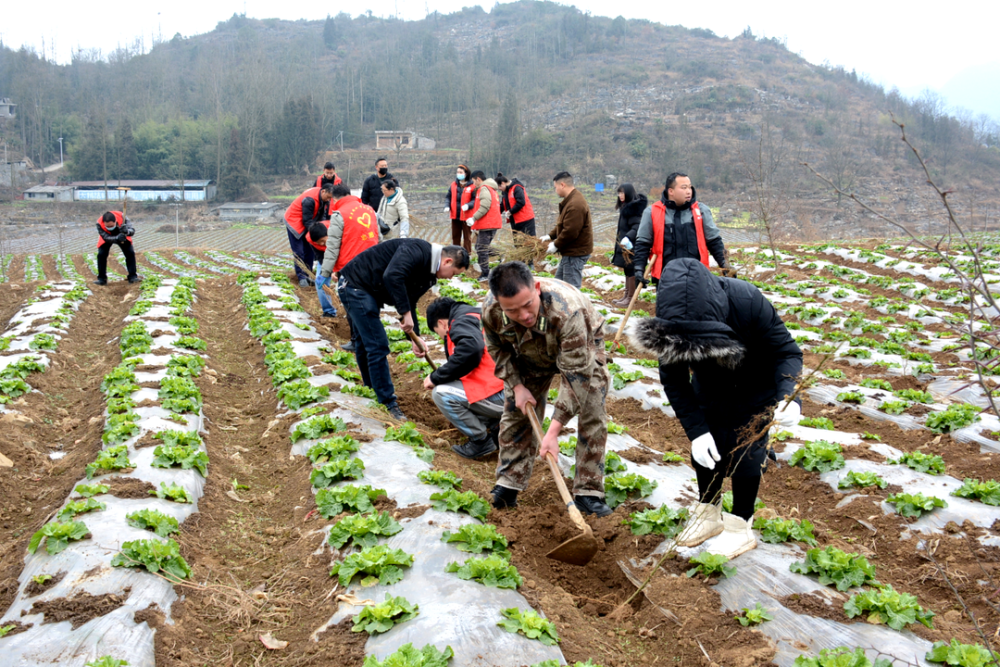 织金县三塘镇义务植树护生态干群合力增春色