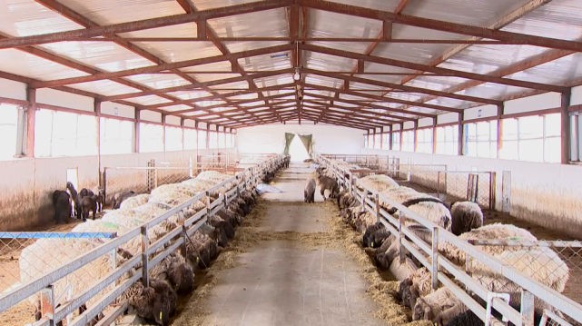 【新时代新征程新伟业】麦盖提县多浪羊多胎新品系培育取得阶段性成果