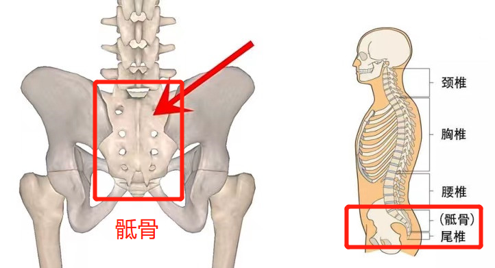 骶骨位于我们的腰椎以下,尾骨以上,呈倒三角样的一块骨骼所以为了让