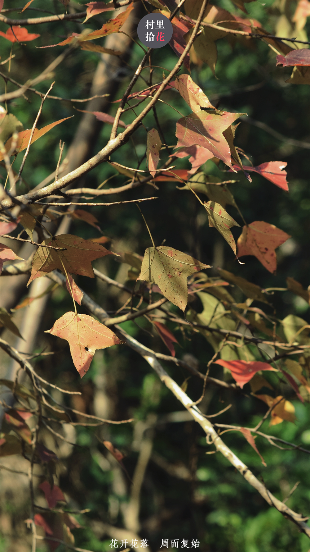 不过枫香树还有一个别名——欇 [shè].