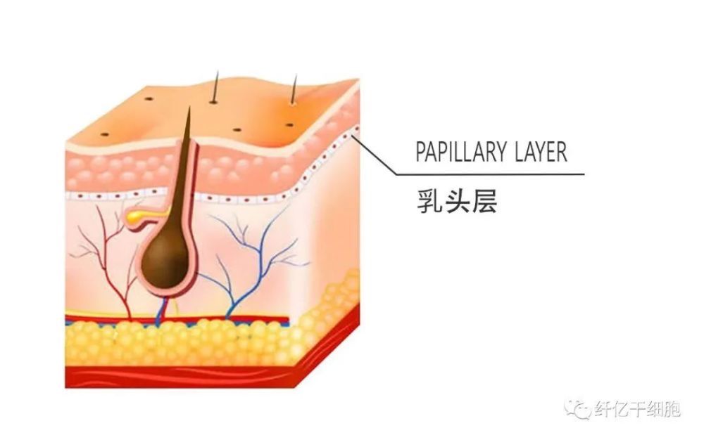 真皮层可分为两层:上乳头层和下层网状层是表皮的10倍