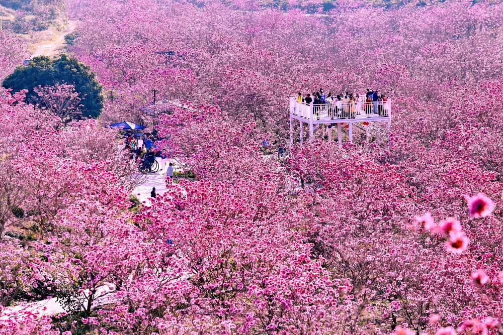 新会紫花风铃生态园图片