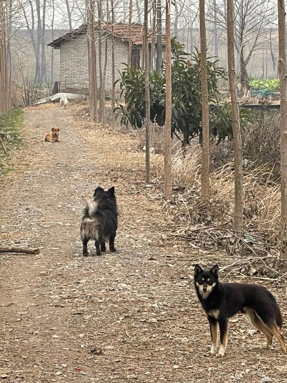 狗狗回村談了一個女朋友，分離時狗狗的舉動......