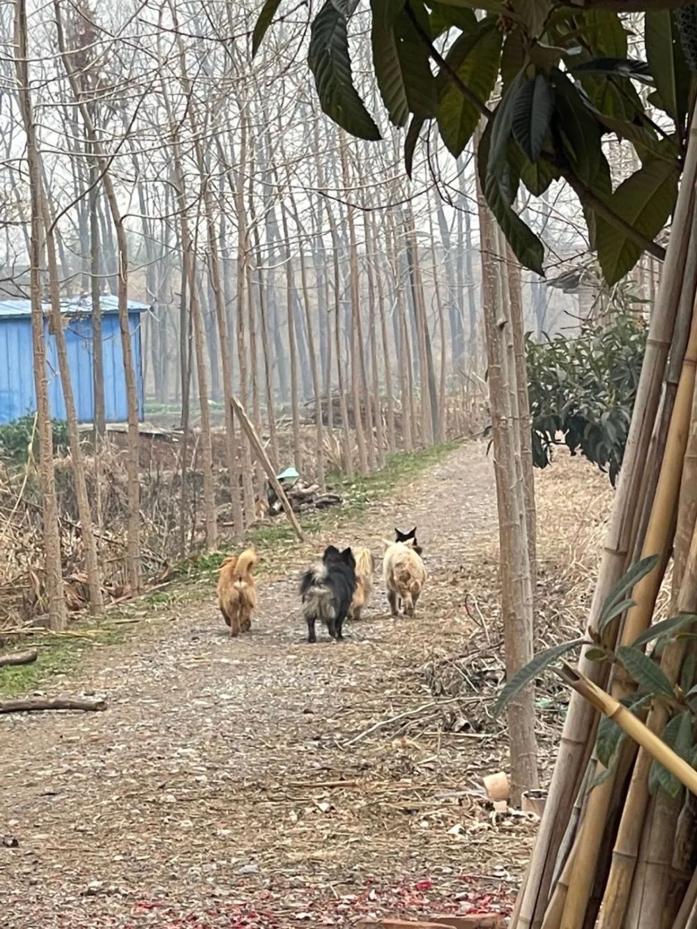 狗狗回村談了一個女朋友，分離時狗狗的舉動......