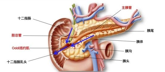 健康科普|胡吃海喝,小心命悬"胰腺"_腾讯新闻