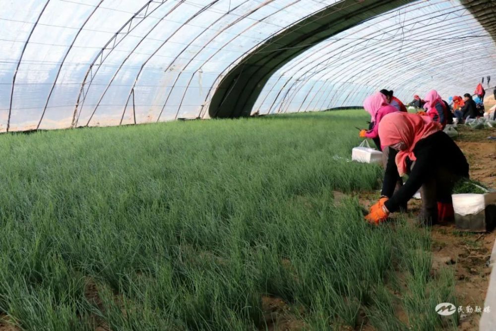 甄世龙是大坝镇八一村的沙葱种植大户,2013年他成立了民勤奥翔沙葱产