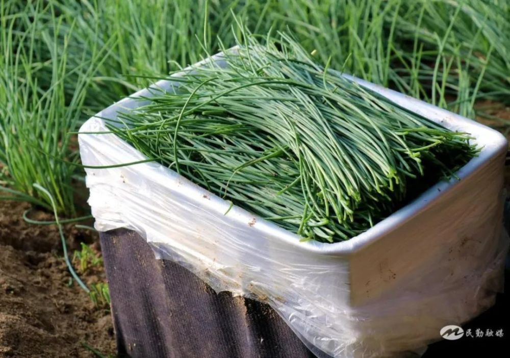 新春走基层民勤县大坝镇喜看沙葱卖得俏