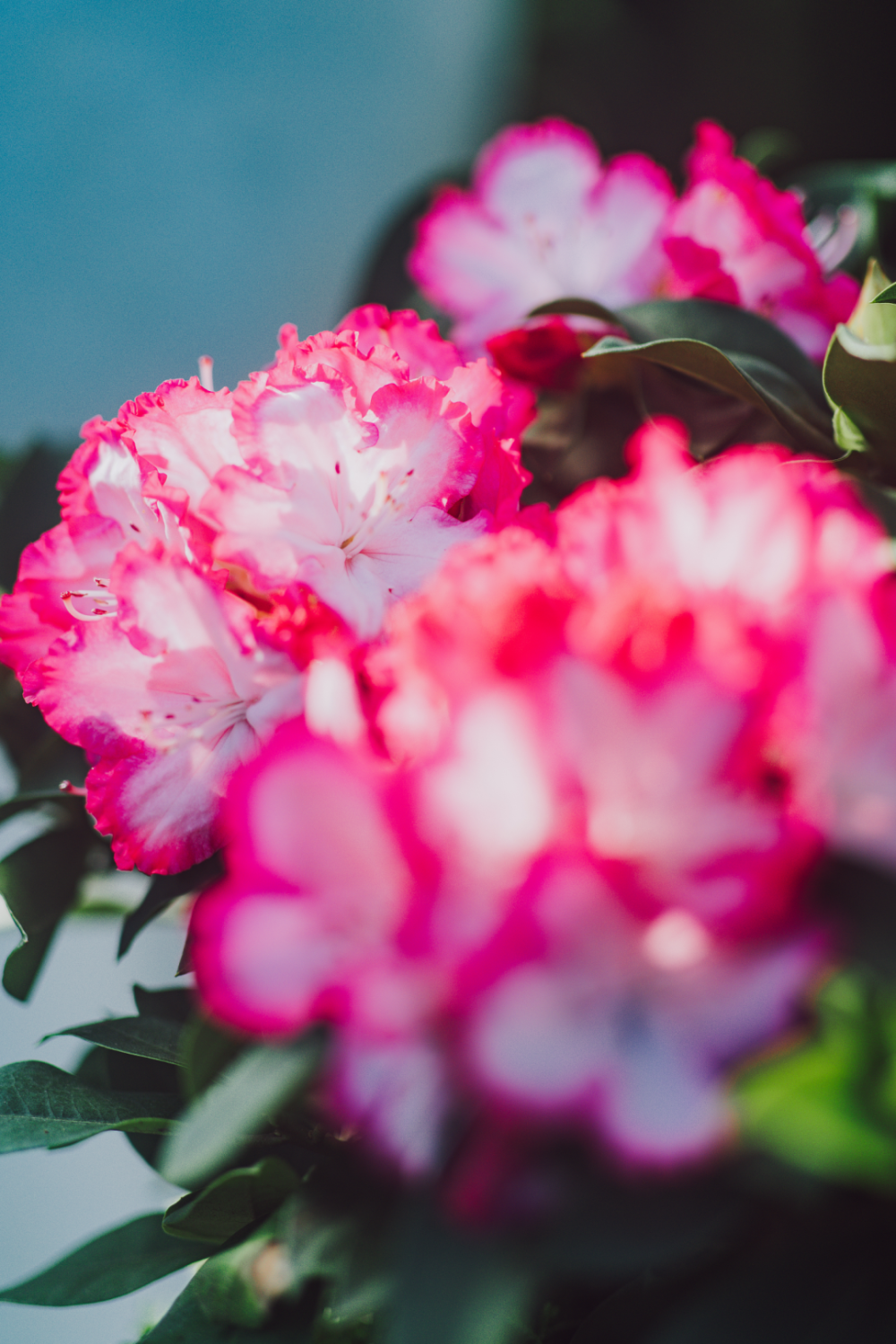 辰山植物园迎春花卉美图来了!