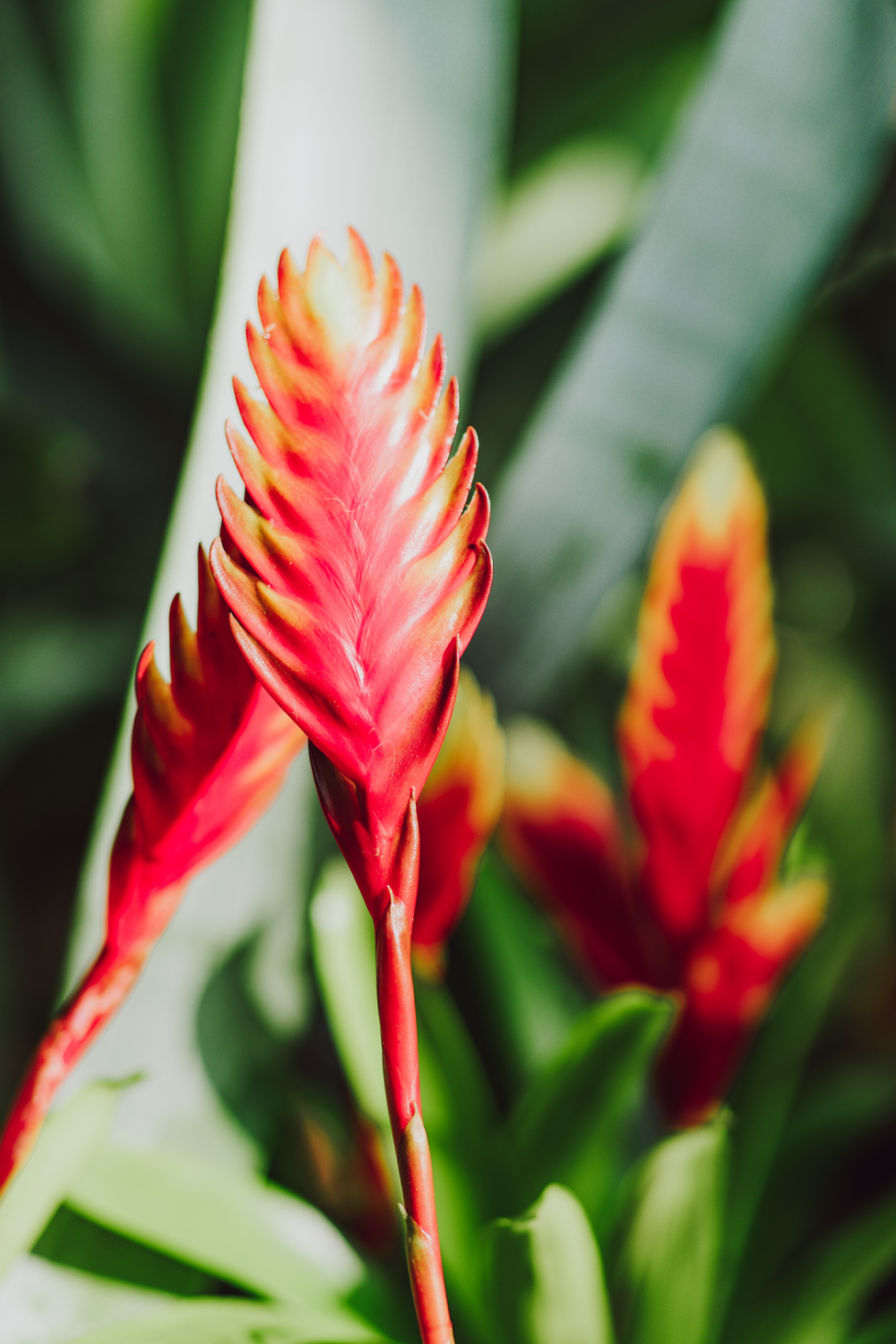 辰山植物园迎春花卉美图来了!