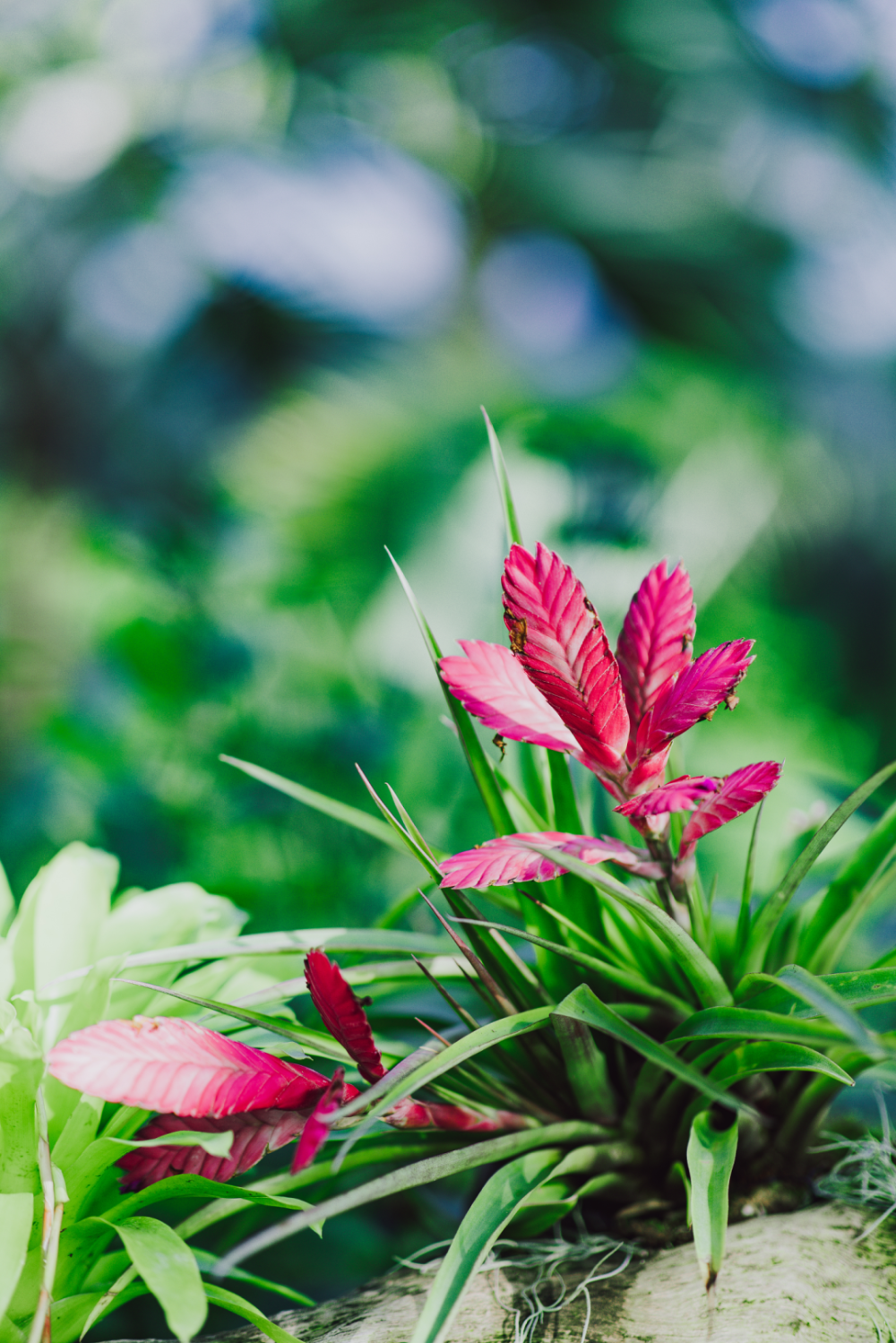 辰山植物园迎春花卉美图来了!