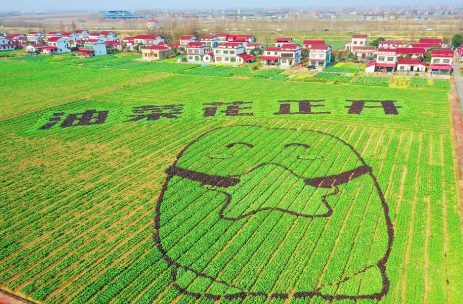 10万亩油菜花静待3月花开时 南县罗文村成为2023年湖南油菜花节主会场