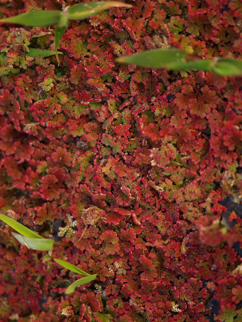 满江红,别名:红萍,红浮萍,紫薸,三角薸,是一种生长在水田或池塘中的