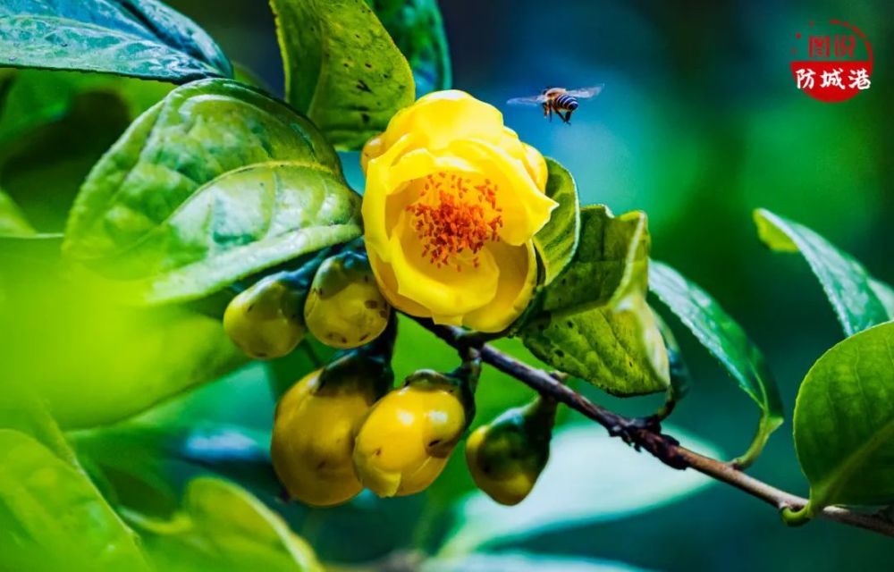 摄影@李厉⊙《阳光普照下的金花茶》- 摄影@韦峻峰⊙摄影@李生