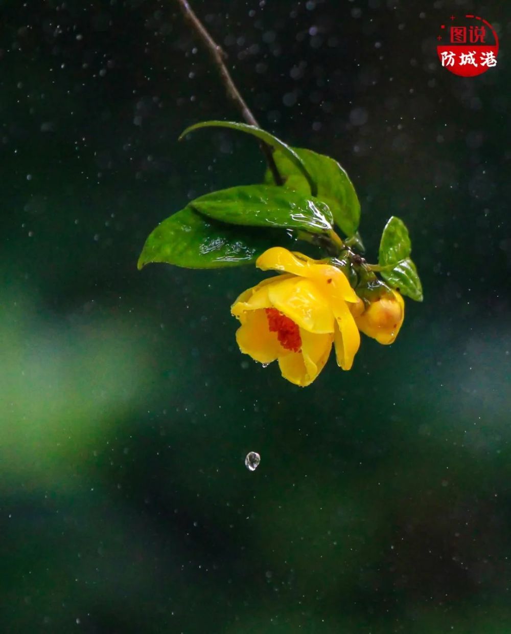 茶族皇后金花茶花开富贵迎新春