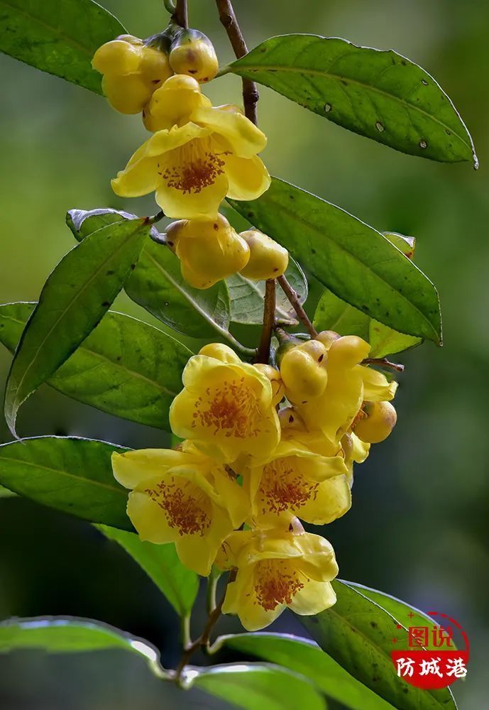 茶族皇后金花茶花开富贵迎新春