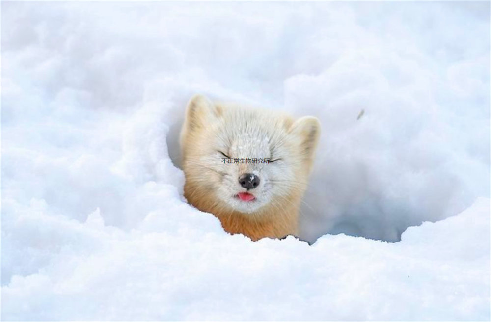 雪地中的紫貂实在可爱其表情和动作给人一种疗愈的感觉