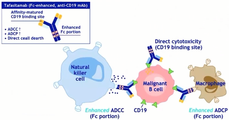 2,cd19 单抗表明 lonca 联合伊布替尼在 r/r dlbcl 患者中表现出较好