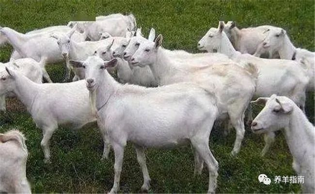 羊的特点 腾讯网