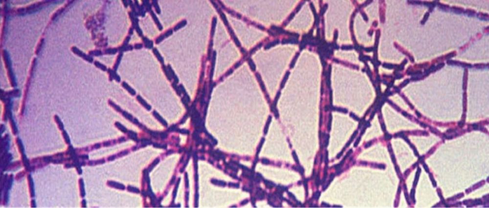 炭疽(anthrax)是由炭疽芽孢桿菌(bacillus anthracis)引起的人獸共患