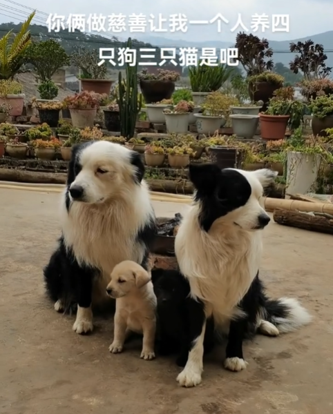 狗狗回村談了一個女朋友，分離時狗狗的舉動......
