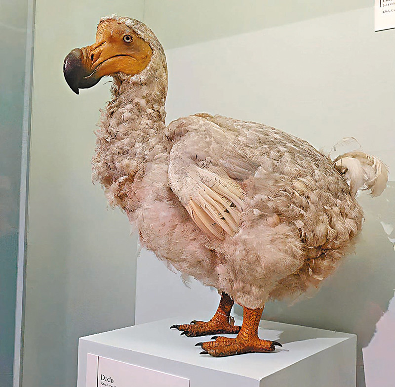 标本取古代dna定序绝种360年渡渡鸟有望复活