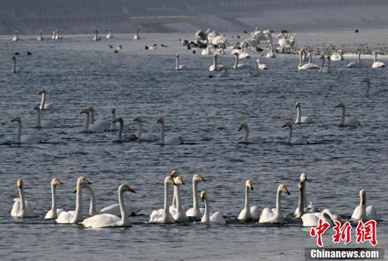 新疆库尔勒孔雀河天鹅带来"湿地"之美