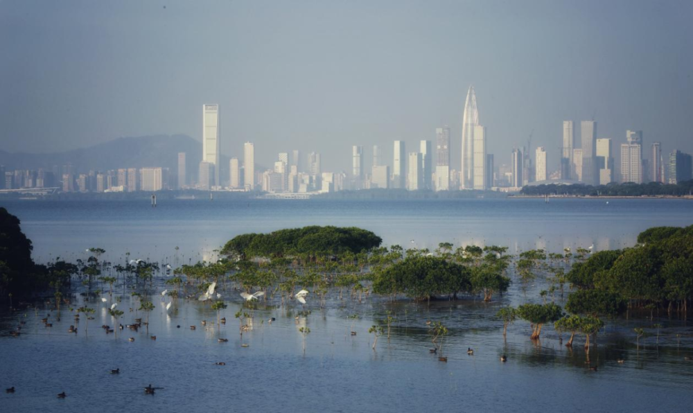 深圳福田红树林湿地列入国际重要湿地名录!_腾讯新闻