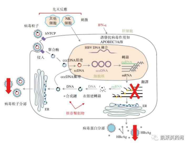 有望成为首款功能性治愈乙肝ASO？Ionis宣布GSK已将Bepirovirsen开发推进至III期临床_腾讯新闻