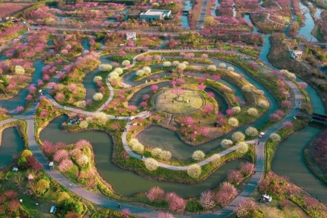 宫粉/朱砂/绿萼/江梅，共赴良辰“梅”景！第六届梅花节等你来赏！_腾讯新闻