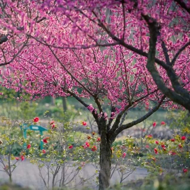 宫粉/朱砂/绿萼/江梅，共赴良辰“梅”景！第六届梅花节等你来赏！_腾讯新闻