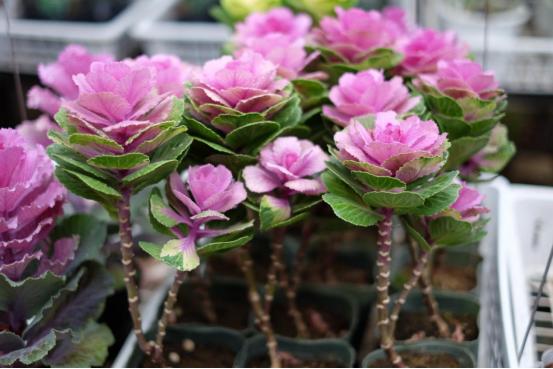 羽衣甘蓝老桩,解锁这种新奇培育法|小叶子有"花"招90_腾讯新闻